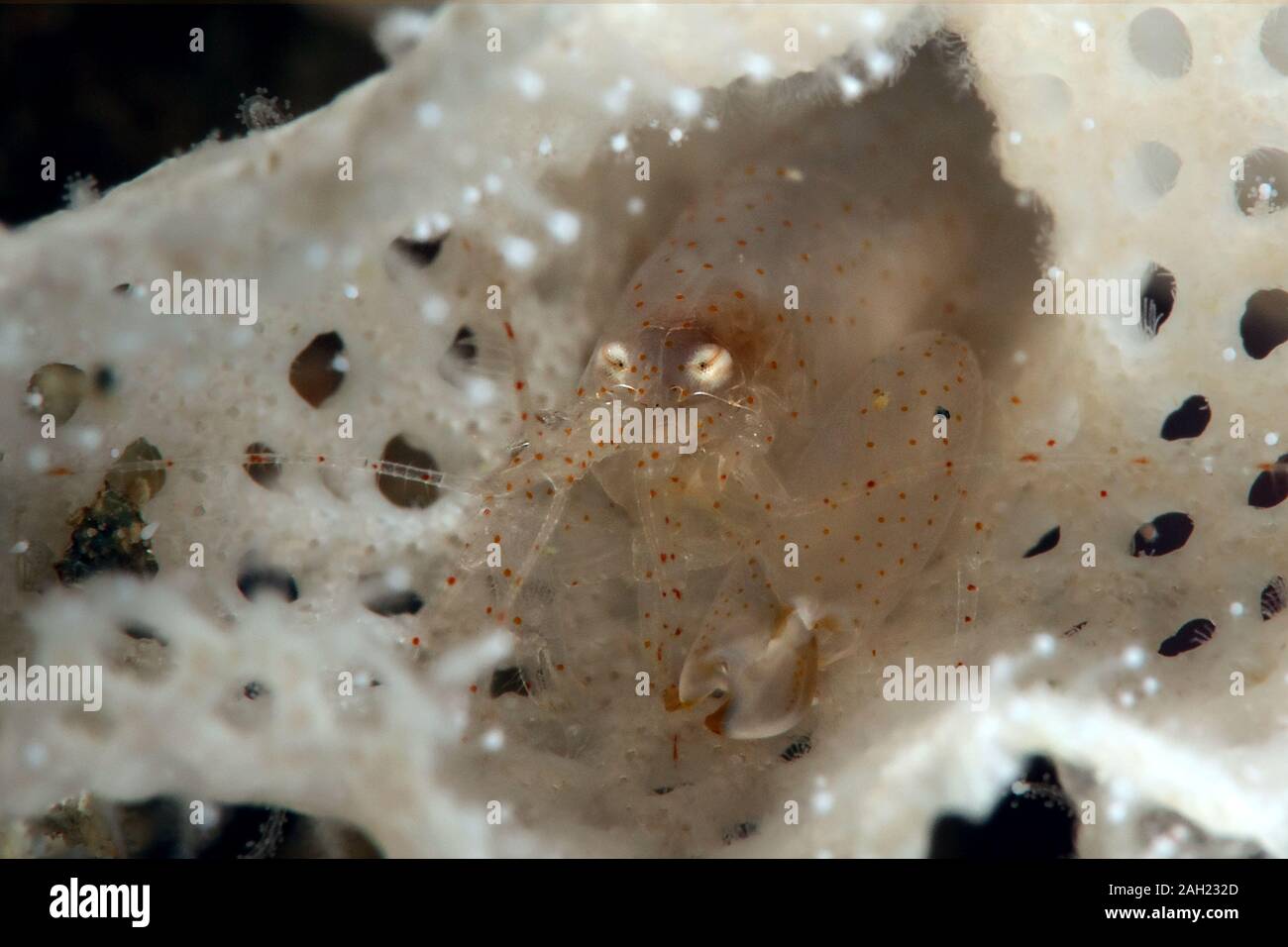 Bryozoan Snapping Shrimp. Picture was taken in Ambon, Indonesia Stock Photo