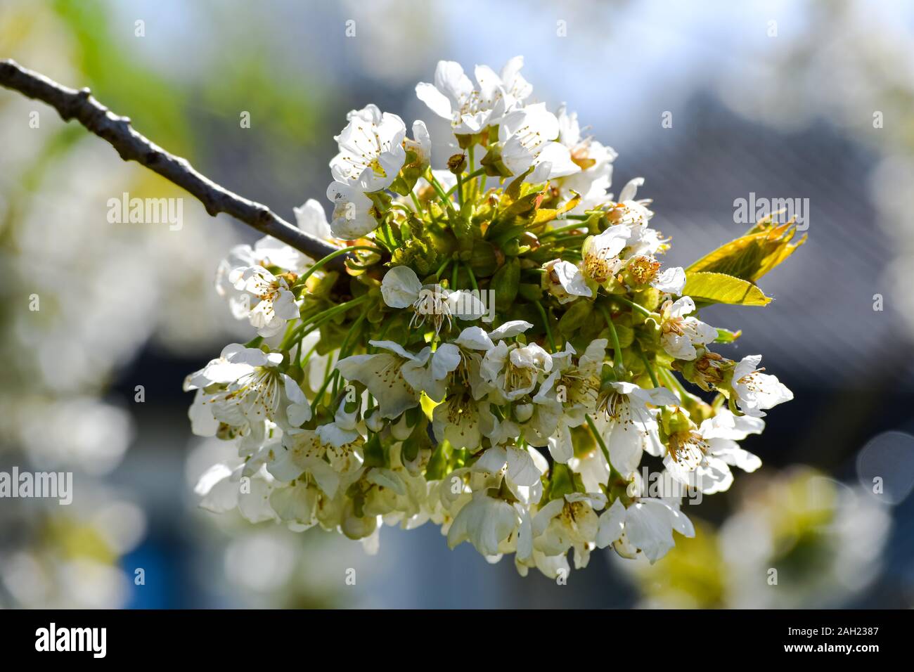 Blossom in the sun hi-res stock photography and images - Alamy