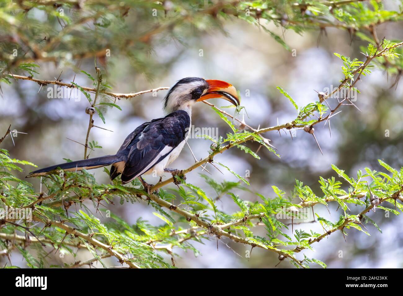 male of middle sized bird Von der Deckens Hornbill. Tockus deckeni, Lake Chamo, Arba Minch, Ethiopia wildlife Stock Photo