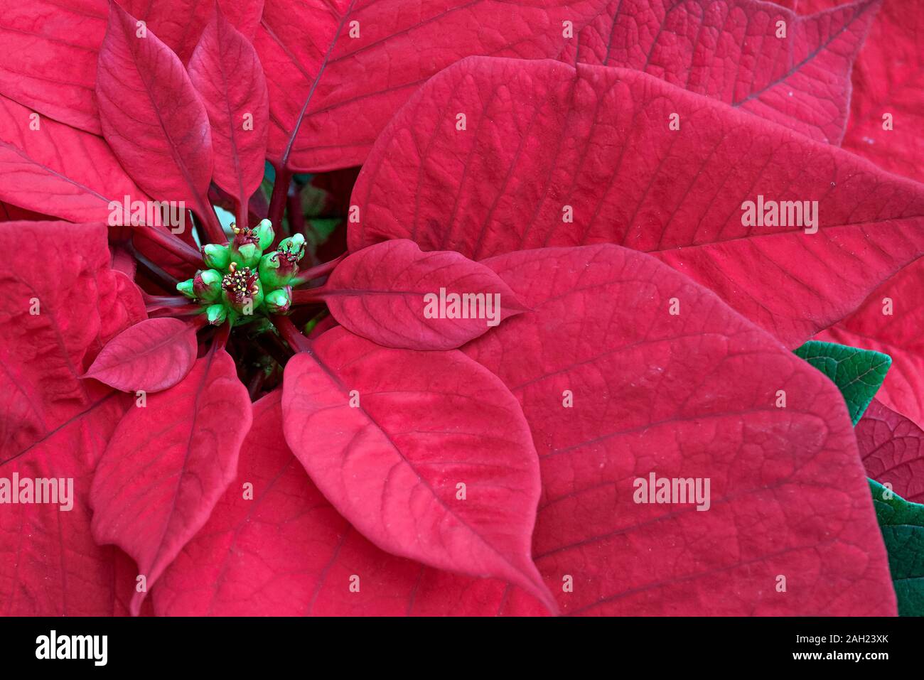 Poinsettia plant bloom close-up of pink red single flower  bract, centre towards left and leaves to the  right with plant petals filling area viewed from above Stock Photo