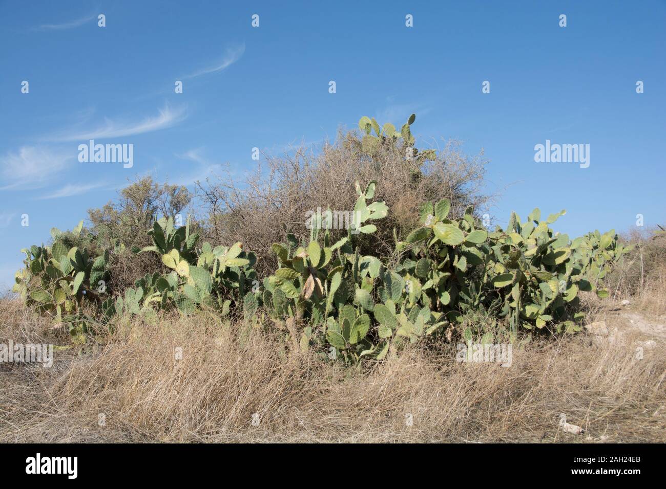 Opuntia, a Prickly pear cactus plant, in the middle of an Israeli field Stock Photo