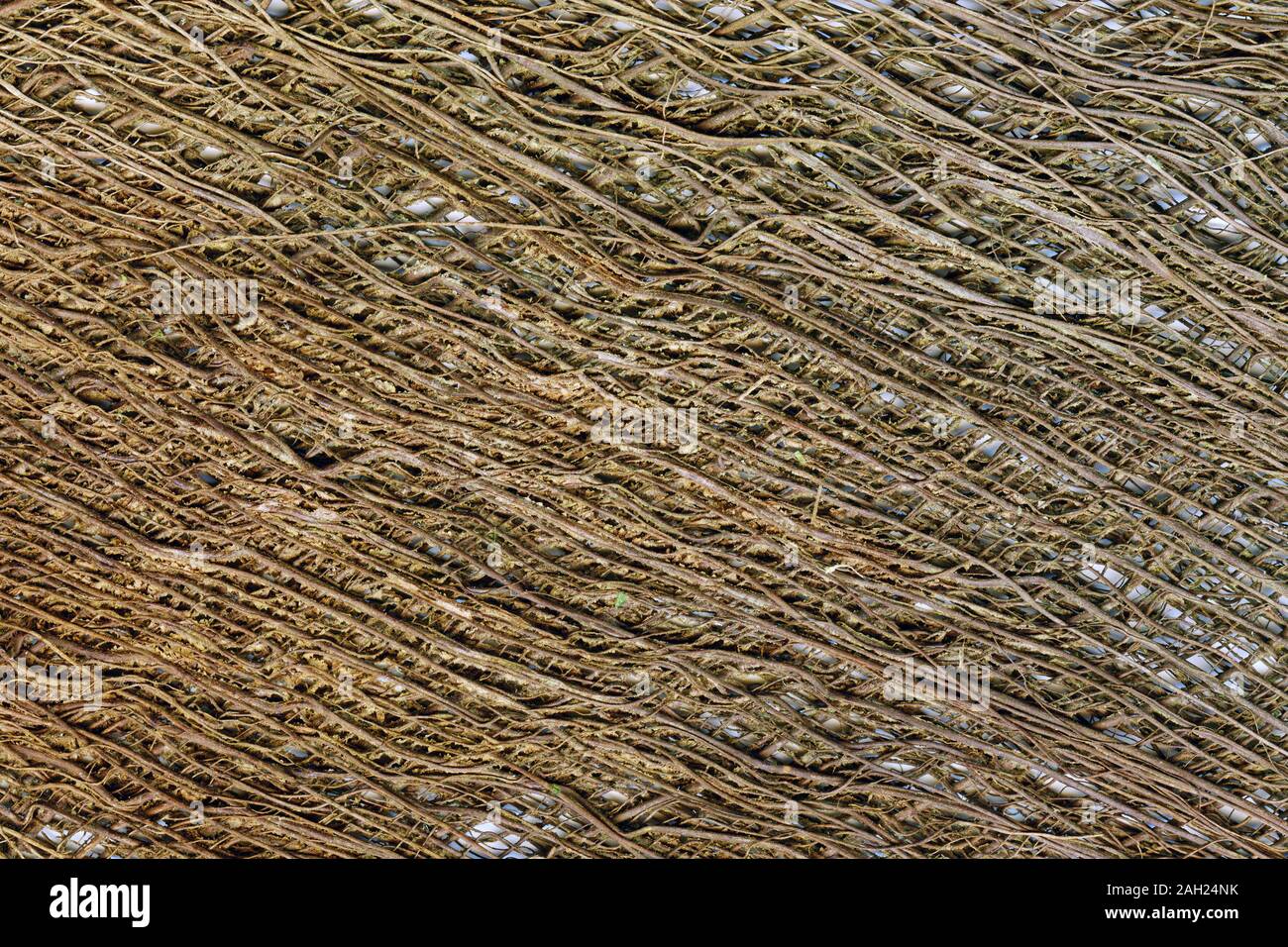 detail of fibre from a chinese windmill palm tree creates a natural
