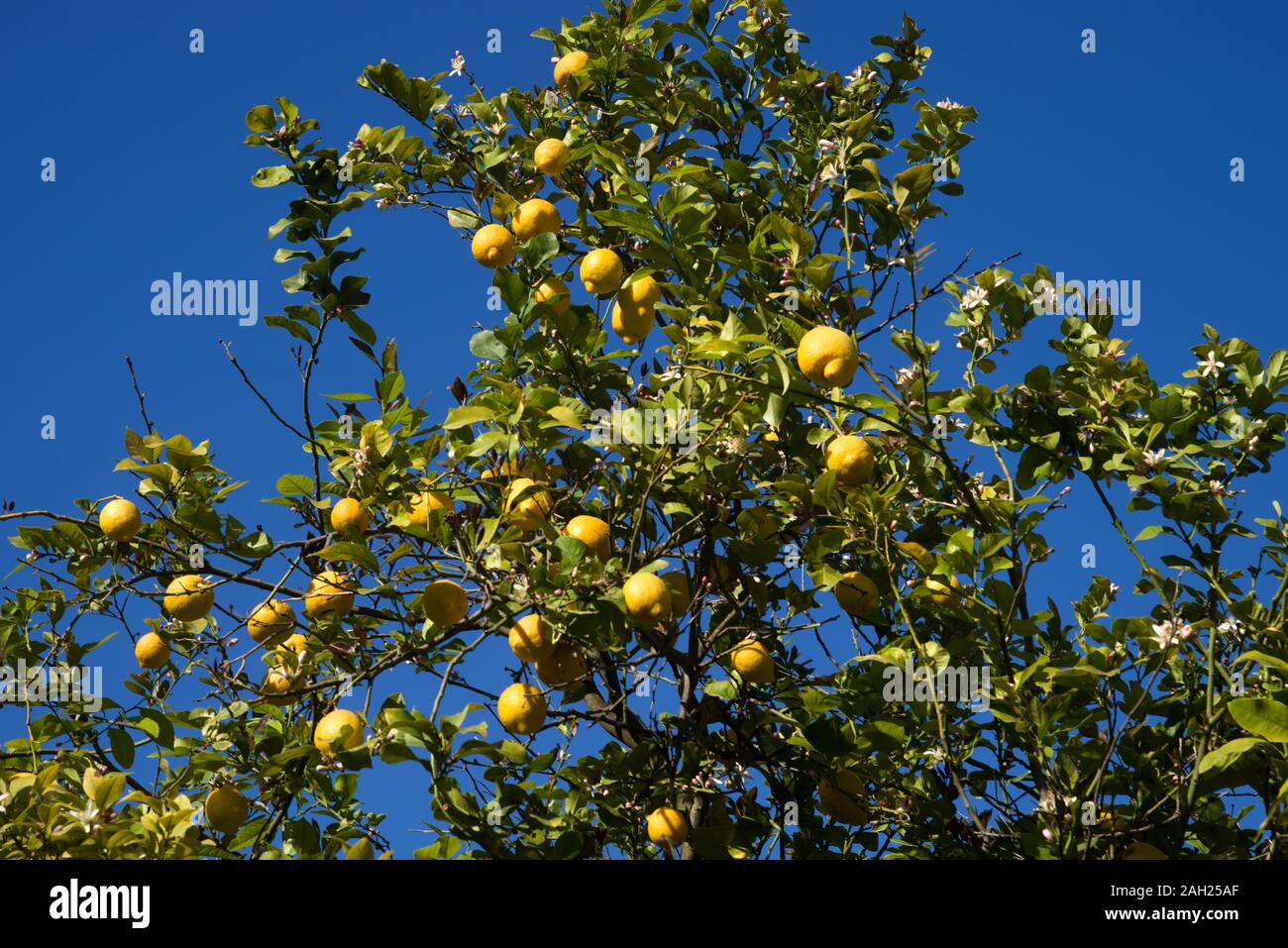 Italy  Sicily  Syracuse , 05 May 2019:  Sicilian cedars on the tree - Mediterranean citrus fruits similar to lemon Stock Photo