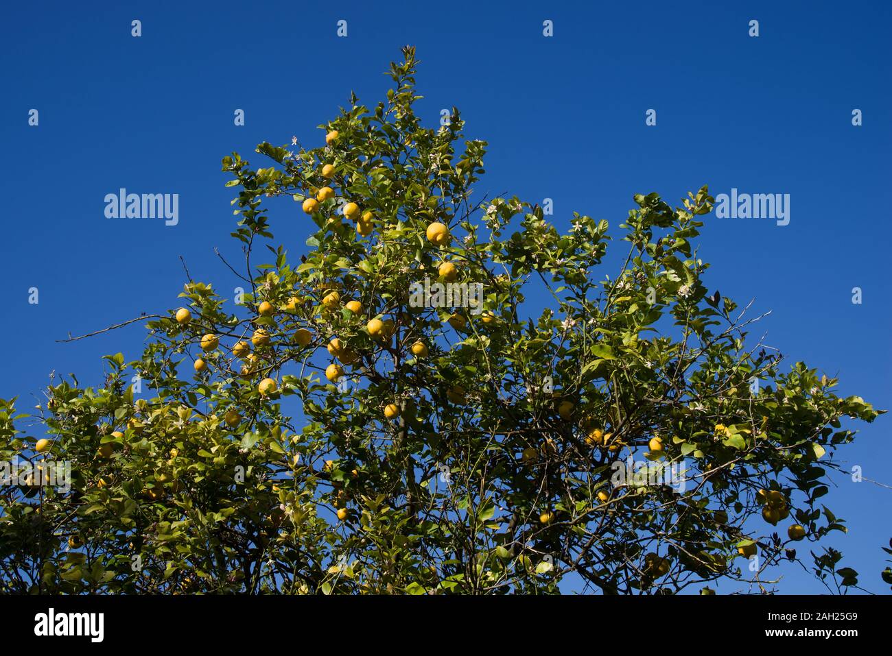 Italy  Sicily  Syracuse , 05 May 2019:  Sicilian cedars on the tree - Mediterranean citrus fruits similar to lemon Stock Photo