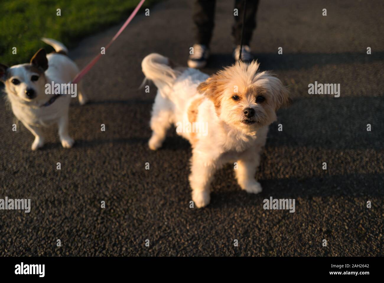 Adorable Maltese tan and white mix breed dog and an older Jack Russell terrier out for a walk on leads. The legs of their owner can be seen. The setti Stock Photo