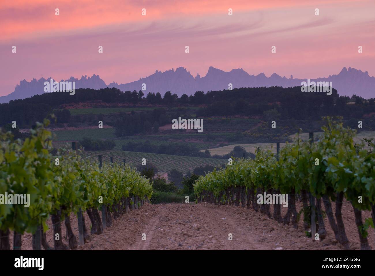 Montserrat mountain and vineyard Stock Photo