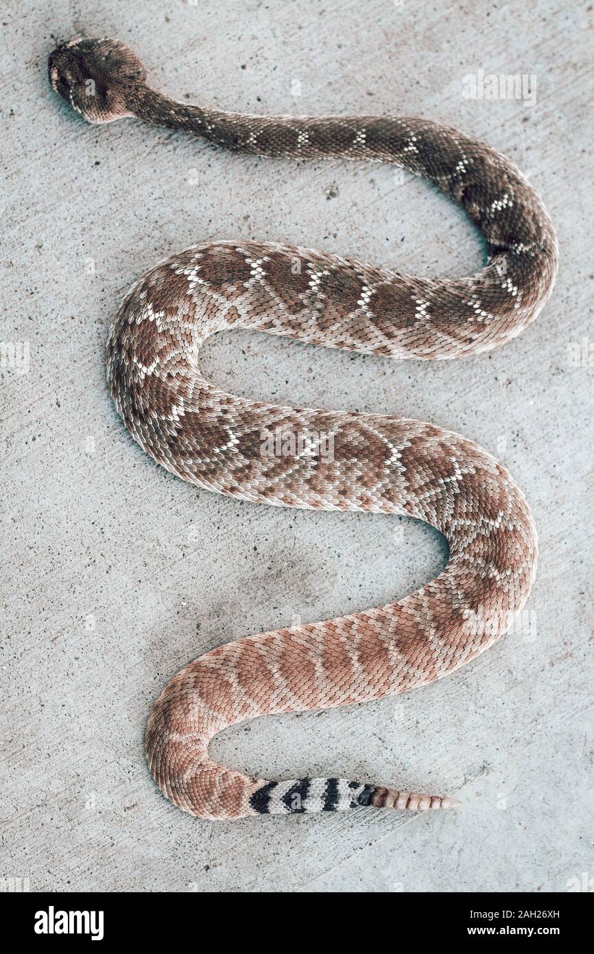 Rattle snake closeup. Venomous snakes. Danger animals closeup. Mexican animals. Ensenada. Baja California. Mexico. Stock Photo