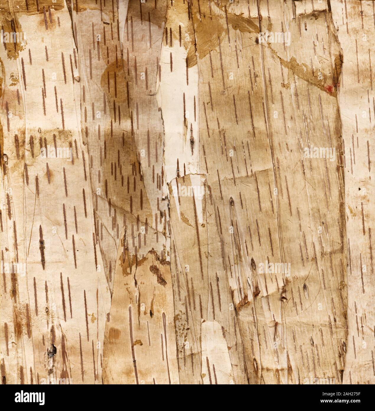 Old birch tree bark natural background. This is a high resolution scan