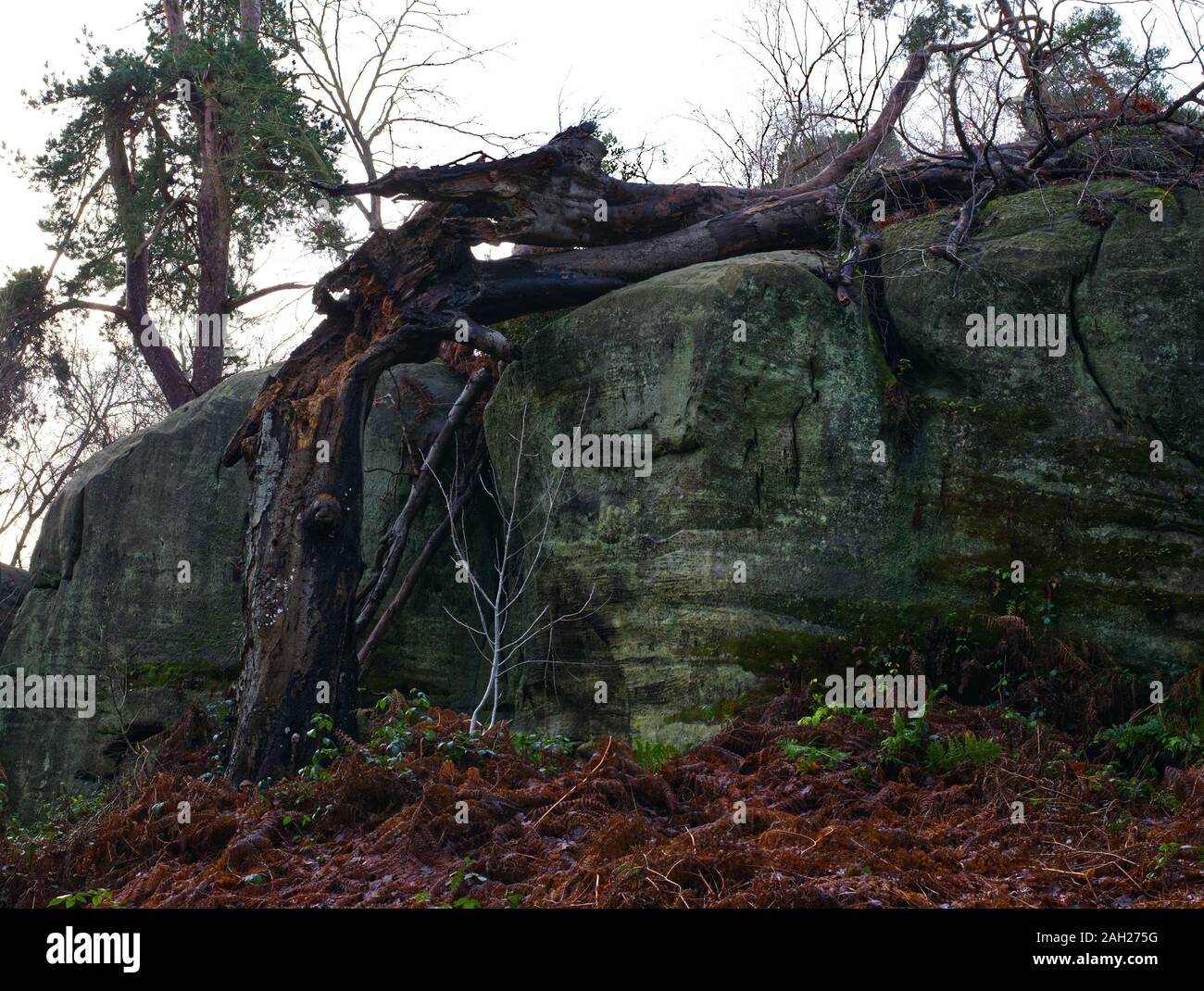 trees growing out of rocks Stock Photo Alamy