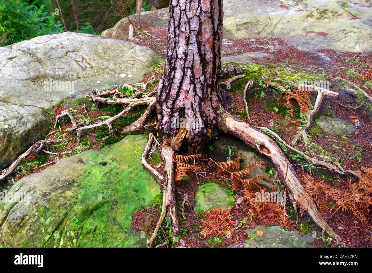trees growing out of rocks Stock Photo Alamy