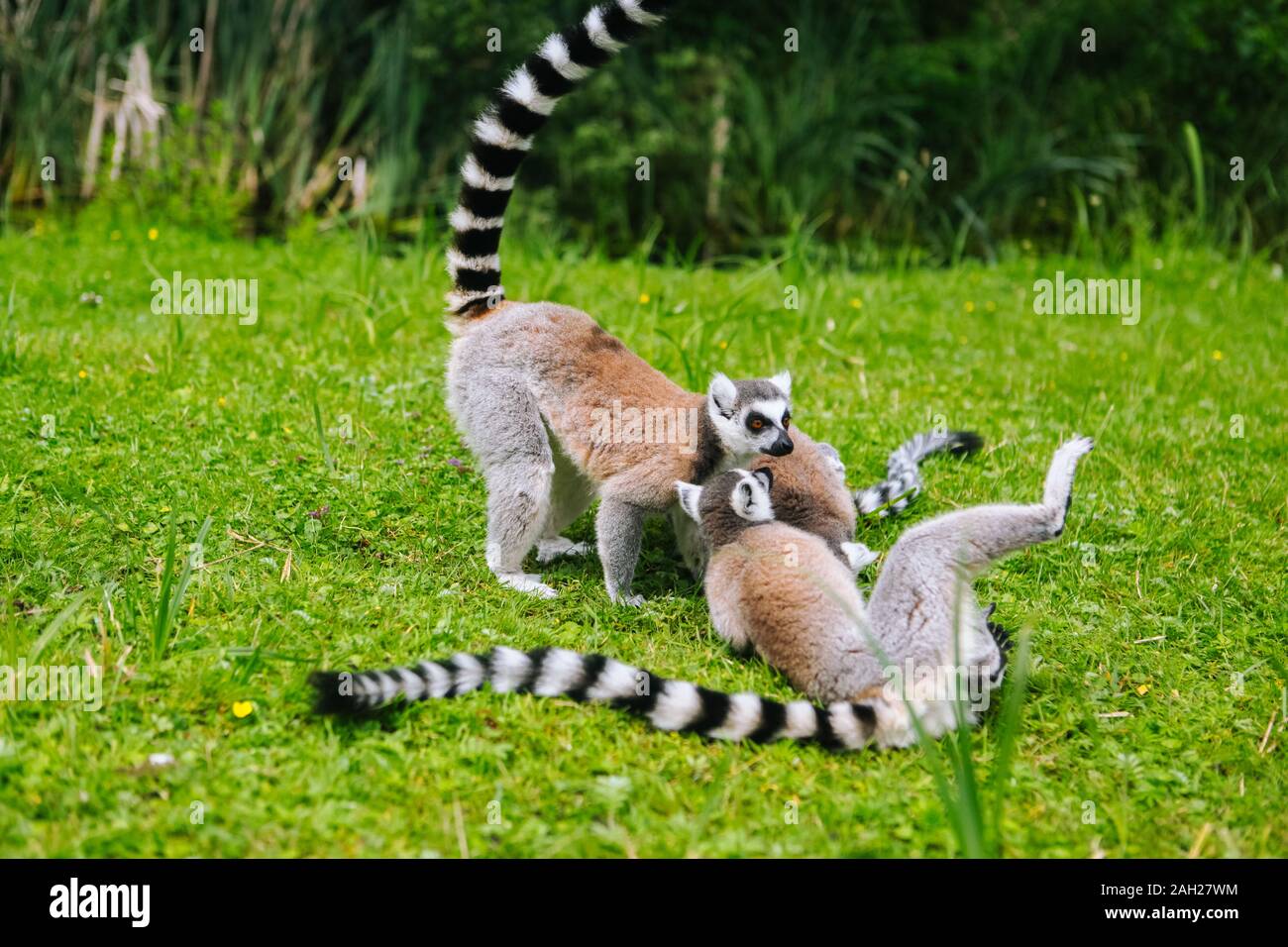 Ring-tailed Lemur family on the grass. Group of Lemur catta. Beautiful grey  and white lemurs. African animals in the zoo Stock Photo - Alamy