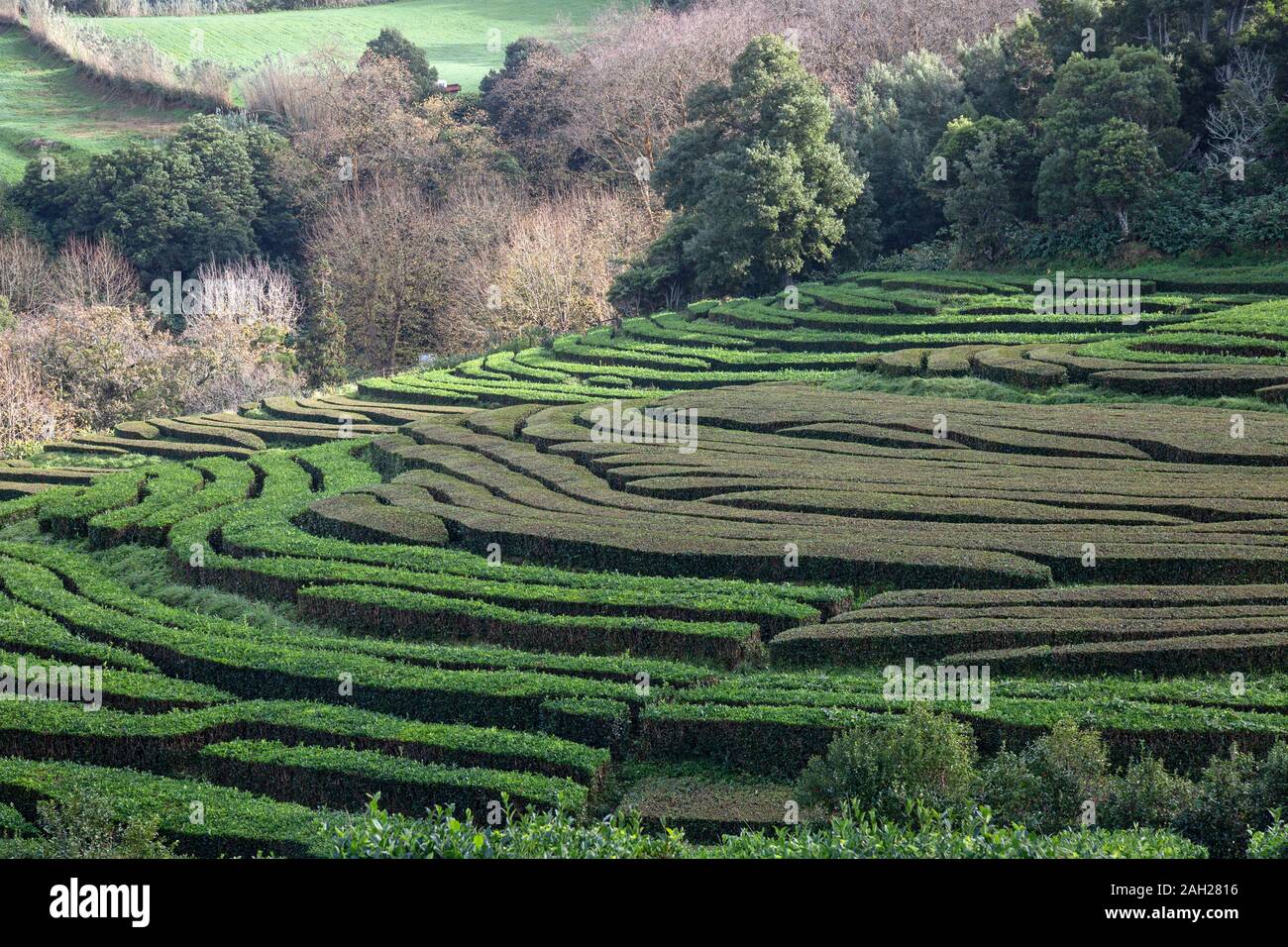 Rows of tea plants at the Gorreana Tea Plantation and Factory on the island of Sao Miguel on the Azores. Stock Photo