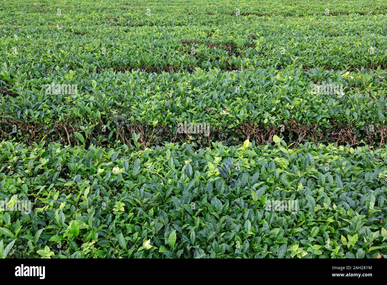 Rows of tea plants at the Gorreana Tea Plantation and Factory on the island of Sao Miguel in the Azores. Stock Photo