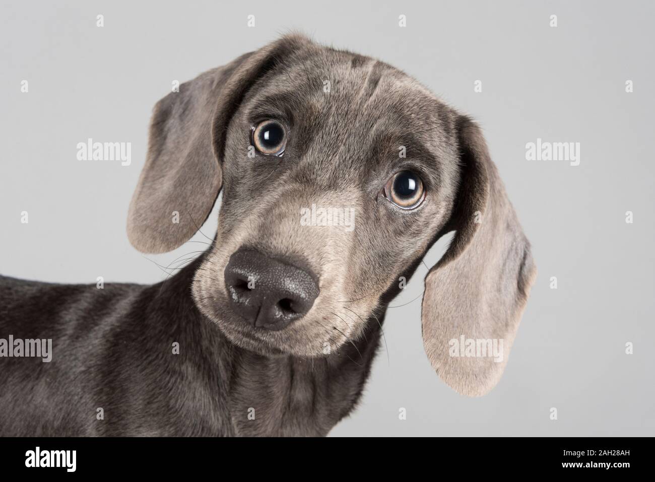 4 month old, Blue Miniature Dachshund Puppy, Male, UK Stock Photo - Alamy