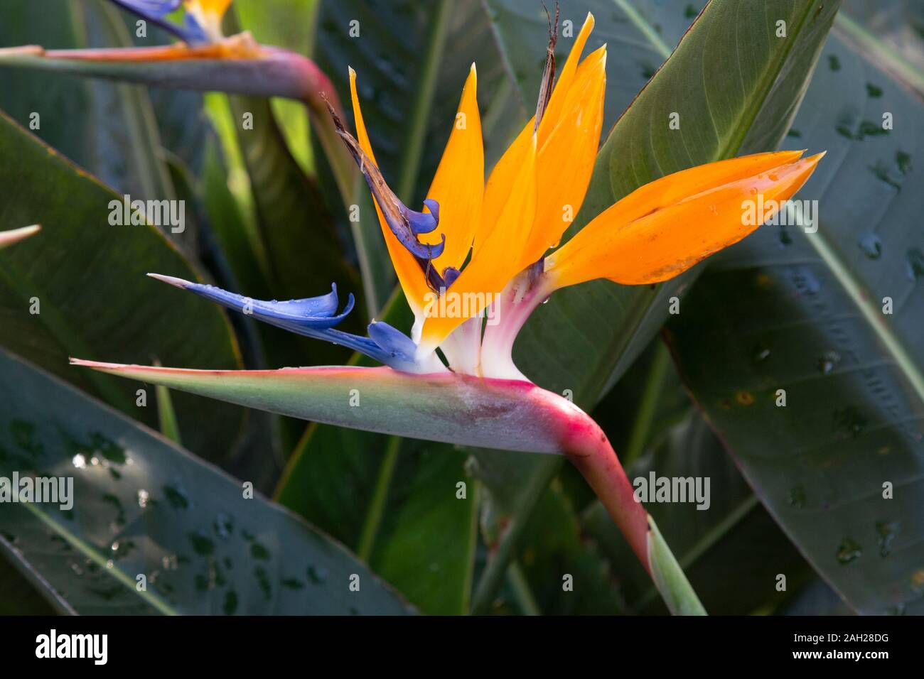 The Bird Of Paradise Flower, or Strelitzia Reginae, in a Botanical garden on the island of Sao Miguel in the Azores. Stock Photo