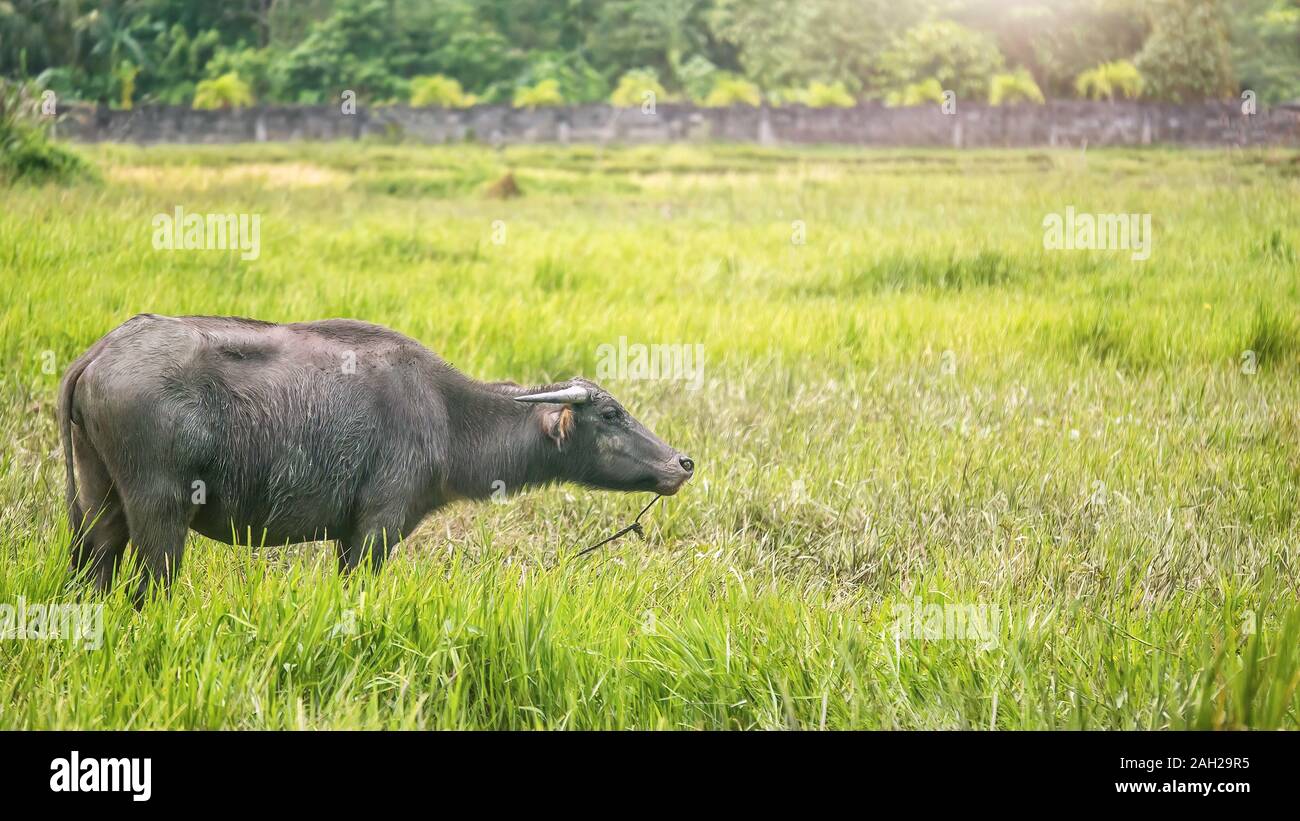 Side view of a female carabao (Bubalus bubalis), a water buffalo species indigenous to the Philippines, standing in a bright green grassy field. Stock Photo