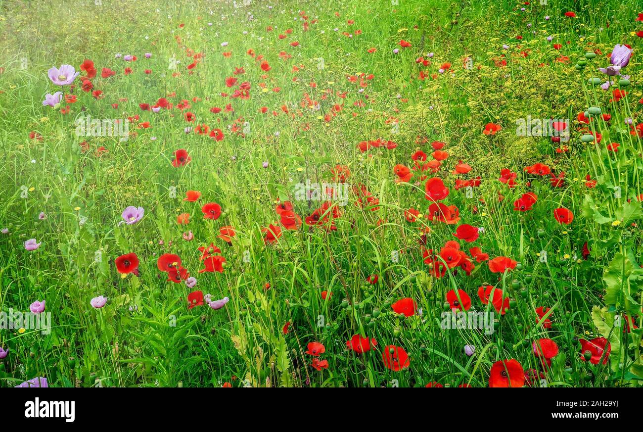 Colorful scene of red and purple wild poppies growing in a lush, green field in Italy, during spring. Stock Photo