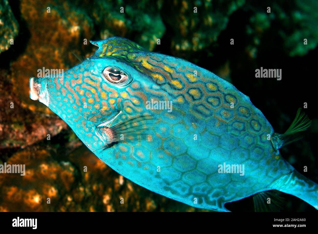 Honeycomb Cowfish Acanthostracion Polygonius Bonaire Dutch Caribbean Stock Photo Alamy