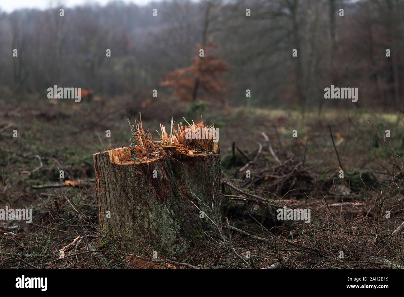 Tree stump in an autumn forest Stock Photo
