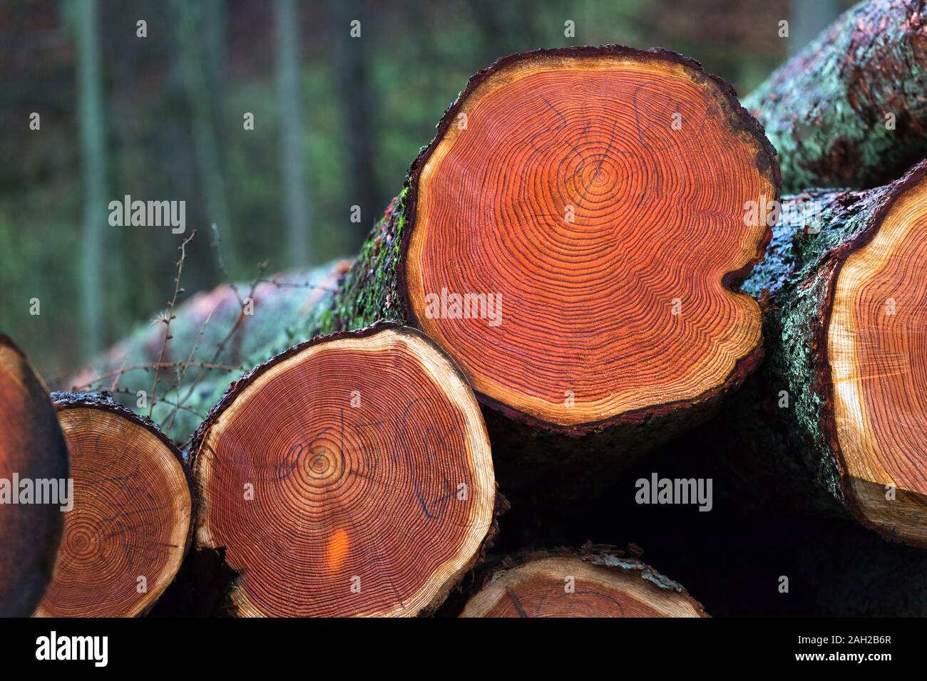 autumn trees felled in the forest on a stack Stock Photo