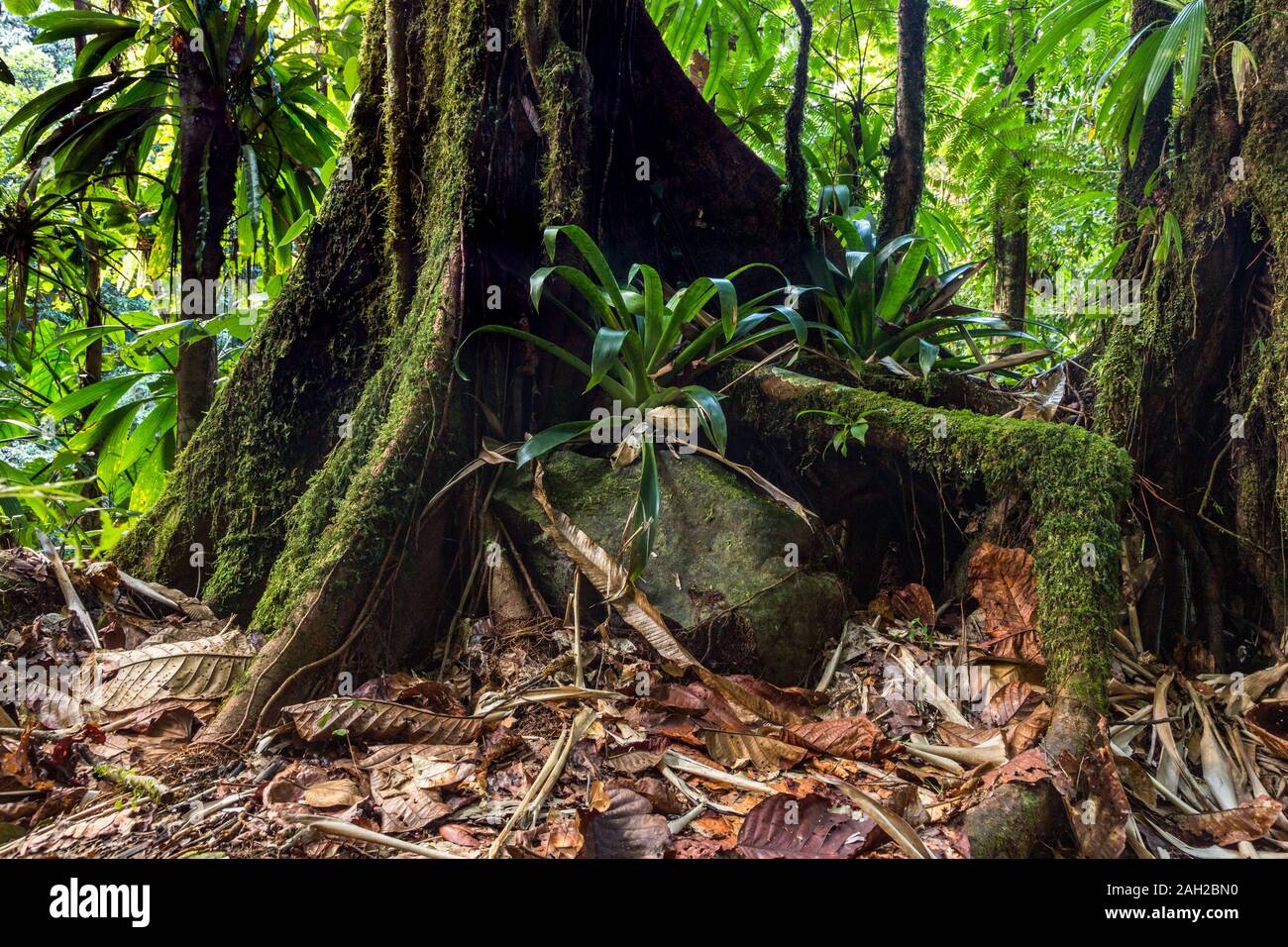 Large bromeliads  grow on moss-covered roots of a tropical buttress tree in the Guadeloupe National Park on the island of Basse-Terre, Guadeloupe.  A Stock Photo