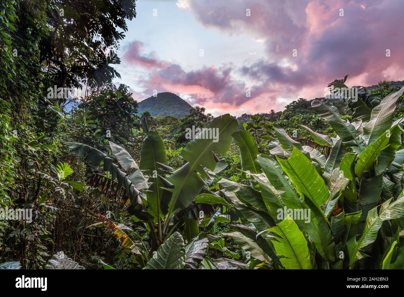 Colorful clouds at sunset over the rainforest in the Guadeloupe National Park on the island of Basse-Terre, Guadeloupe.  A UNESCO World Biosphere Rese Stock Photo