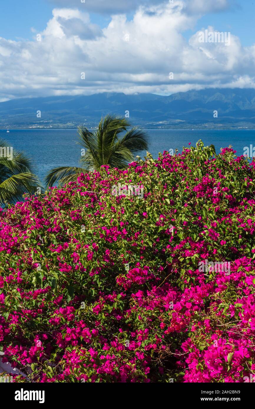 The mountains of the island of Basse-Terre in clouds as seen over bougainvillea in flower in Gosier in suburban Pointe-a-Pitre on Grande-Terre in Guad Stock Photo