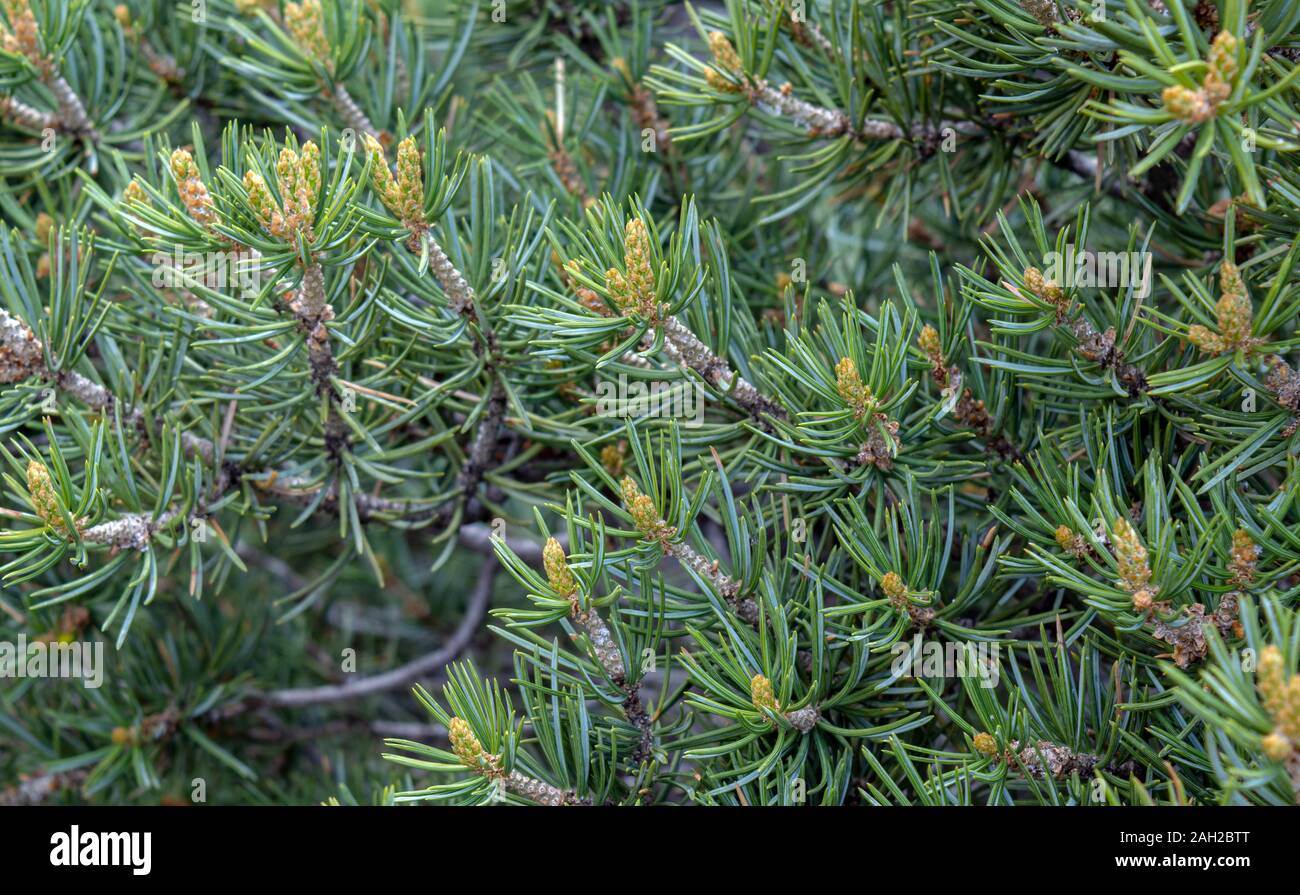 A nice green pinyon pine bush found in Colorado. Bokeh. Stock Photo