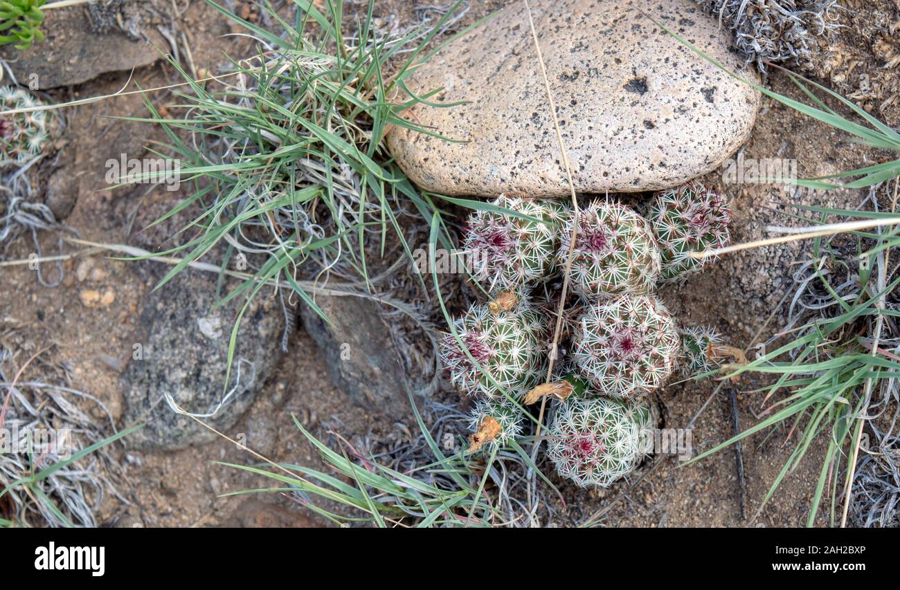 A pretty ground scene in Colorado including a beehive cactus, grass, dirt and a smooth rock. Bokeh effect. Stock Photo