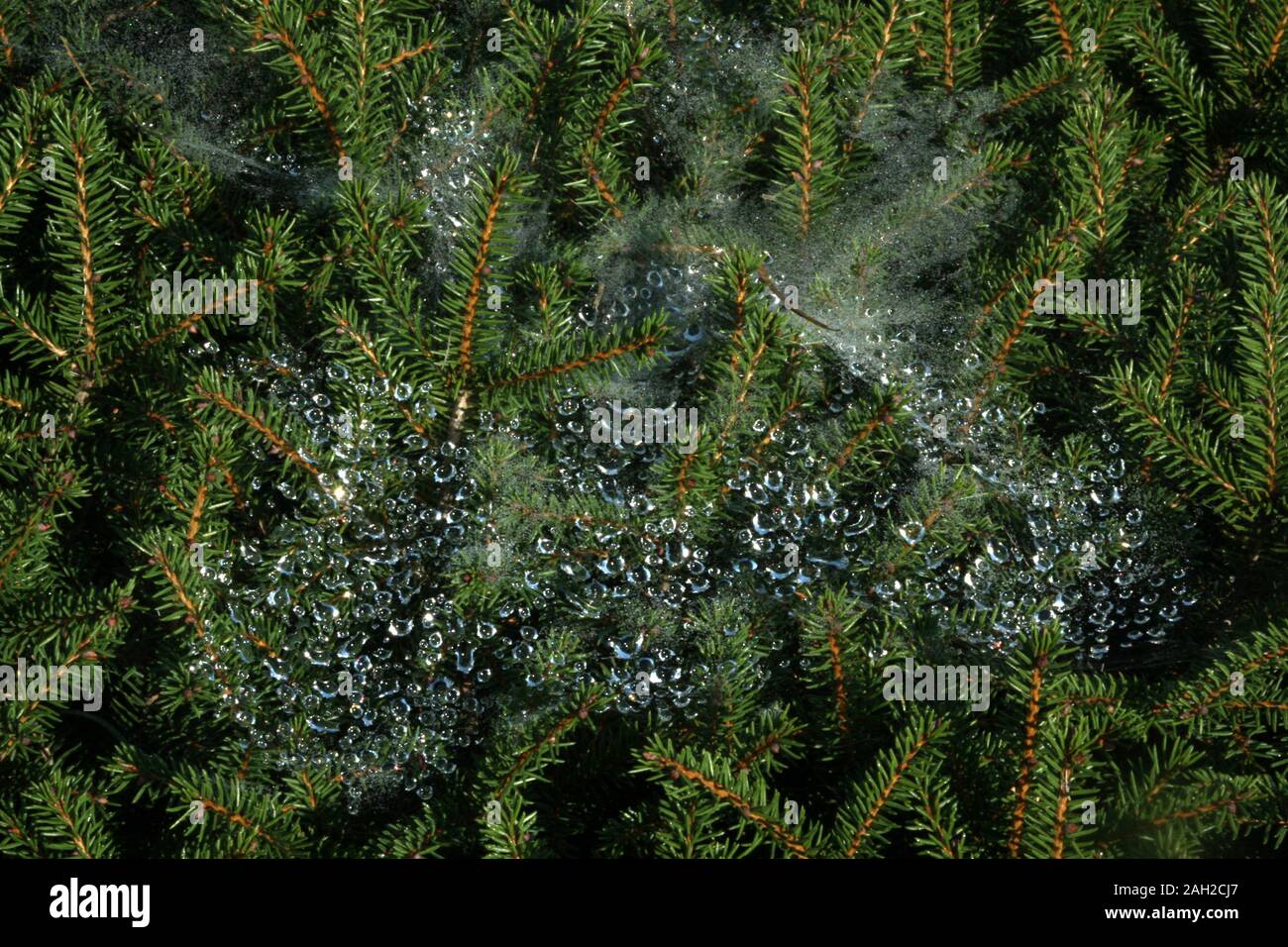 Rain drops caught in spiderweb on pine tree Stock Photo