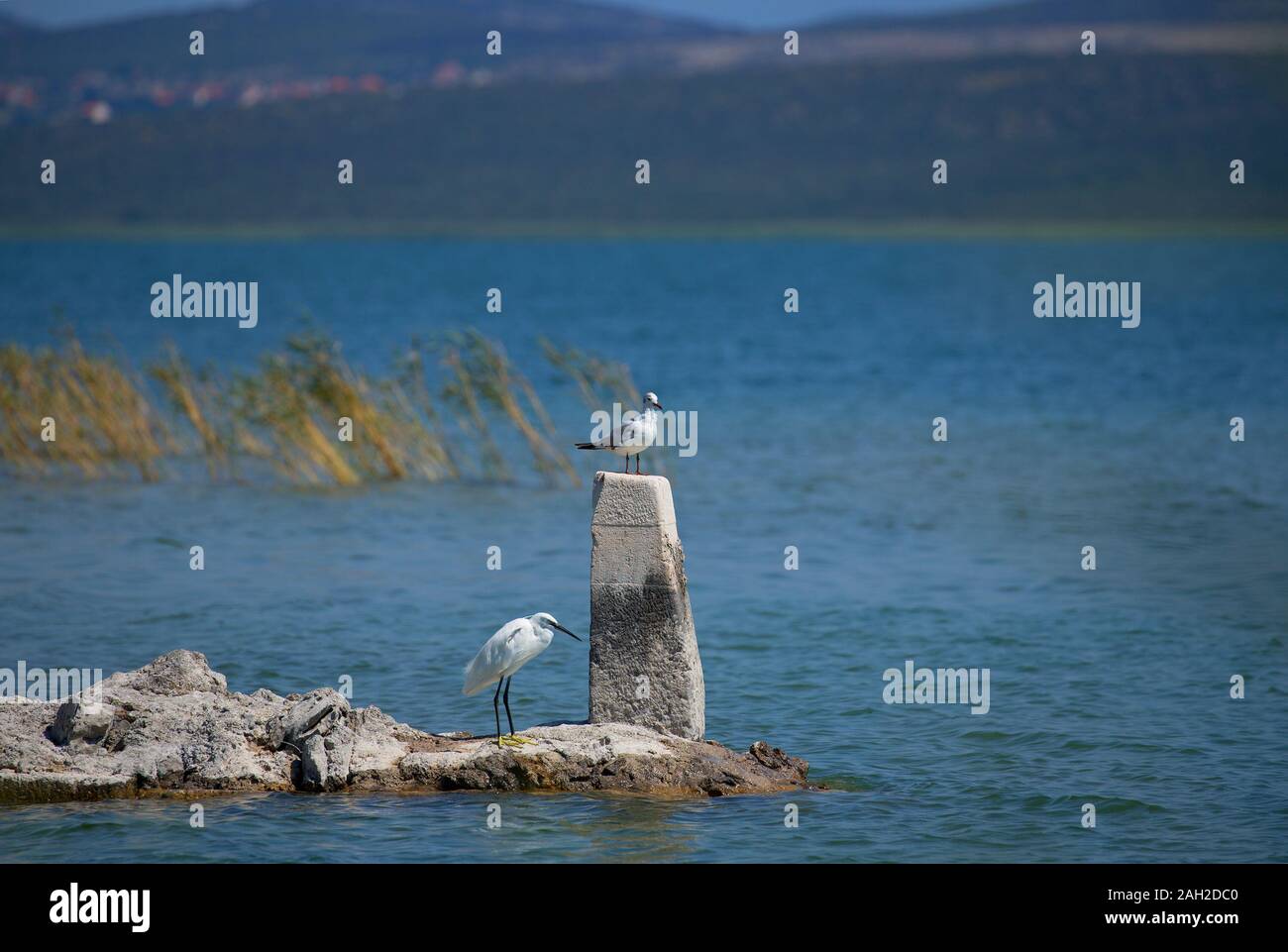 seagull and heron on a promontory on the Vransko lake in Croatia Stock Photo