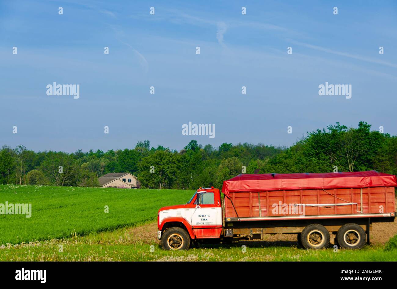 A farm truck/grain truck/lorry parked in a meadow covered with dandelions. Stock Photo