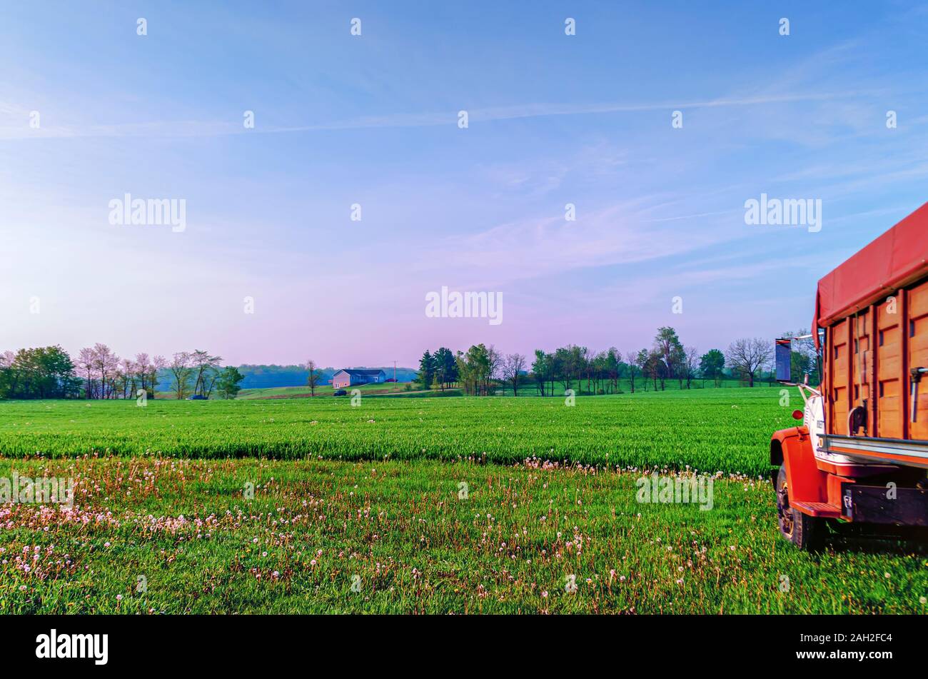 A part of a farm truck parked in a meadow covered with dandelions. Stock Photo