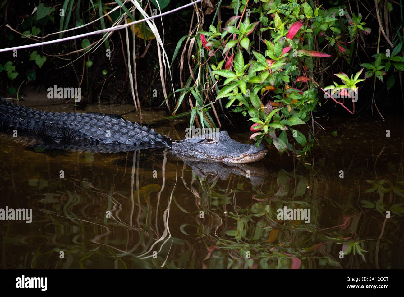 Alligator lurks in the Saint Lucy Canal which flows from Lake ...