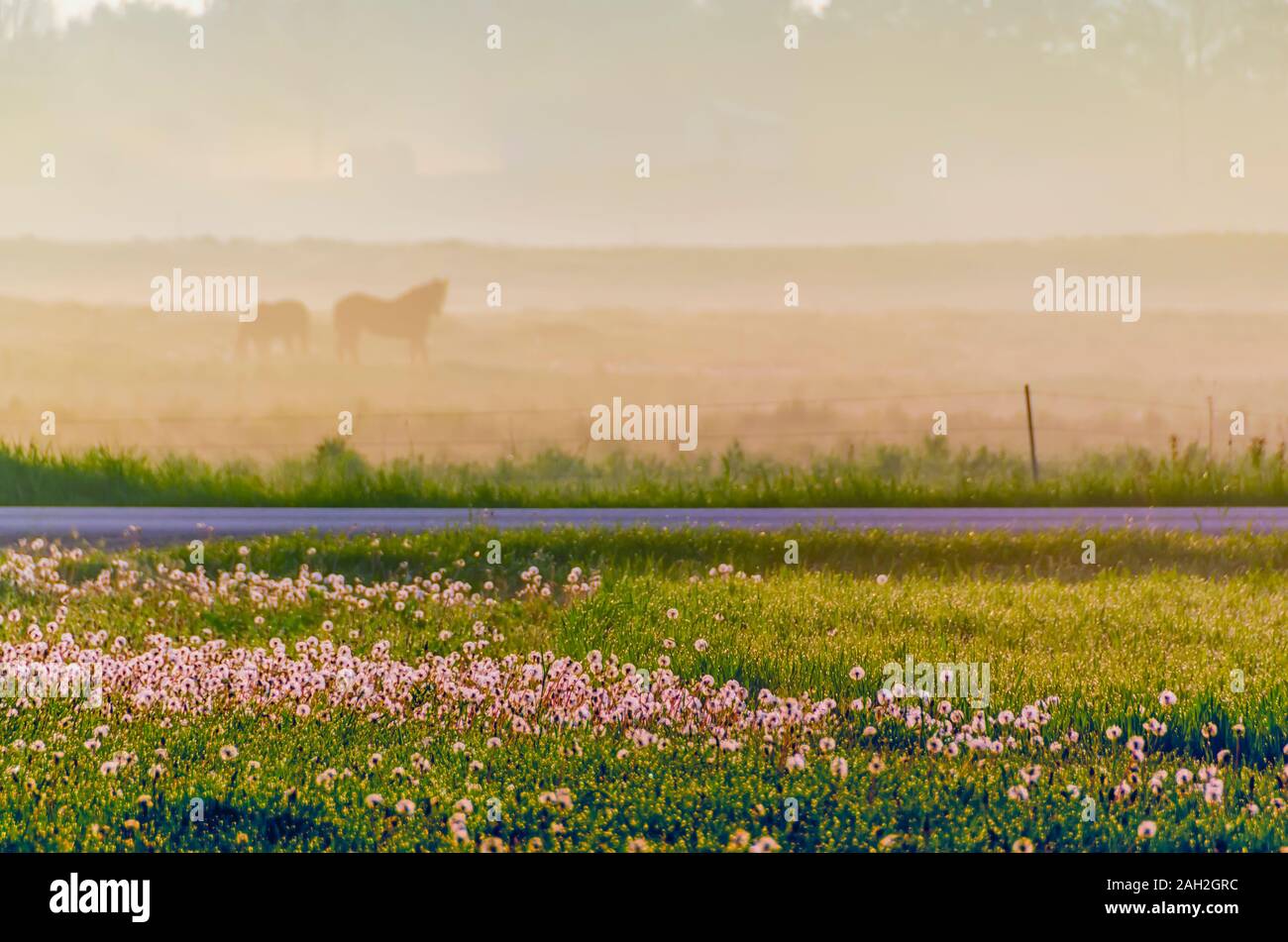 Early morning sun illuminates the mist in the air and the dew drops on the ground. A silhouette of two horses grazing on a hazy pasture/meadow is seen. Stock Photo