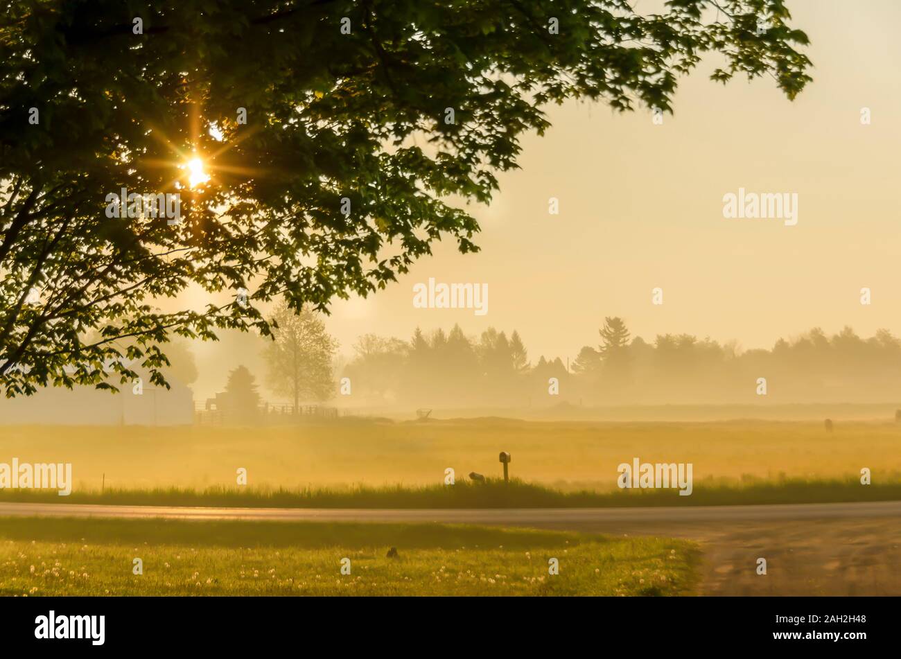 A starburst/sun flare/sunstar/star effect caused by sunlight passing through the leaves of a tree. Horses are grazing in the pasture in the background. Stock Photo
