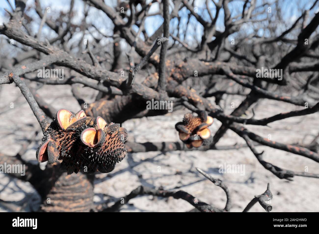 Banksia tree dispersing seeds after being burnt by bushfire Stock Photo
