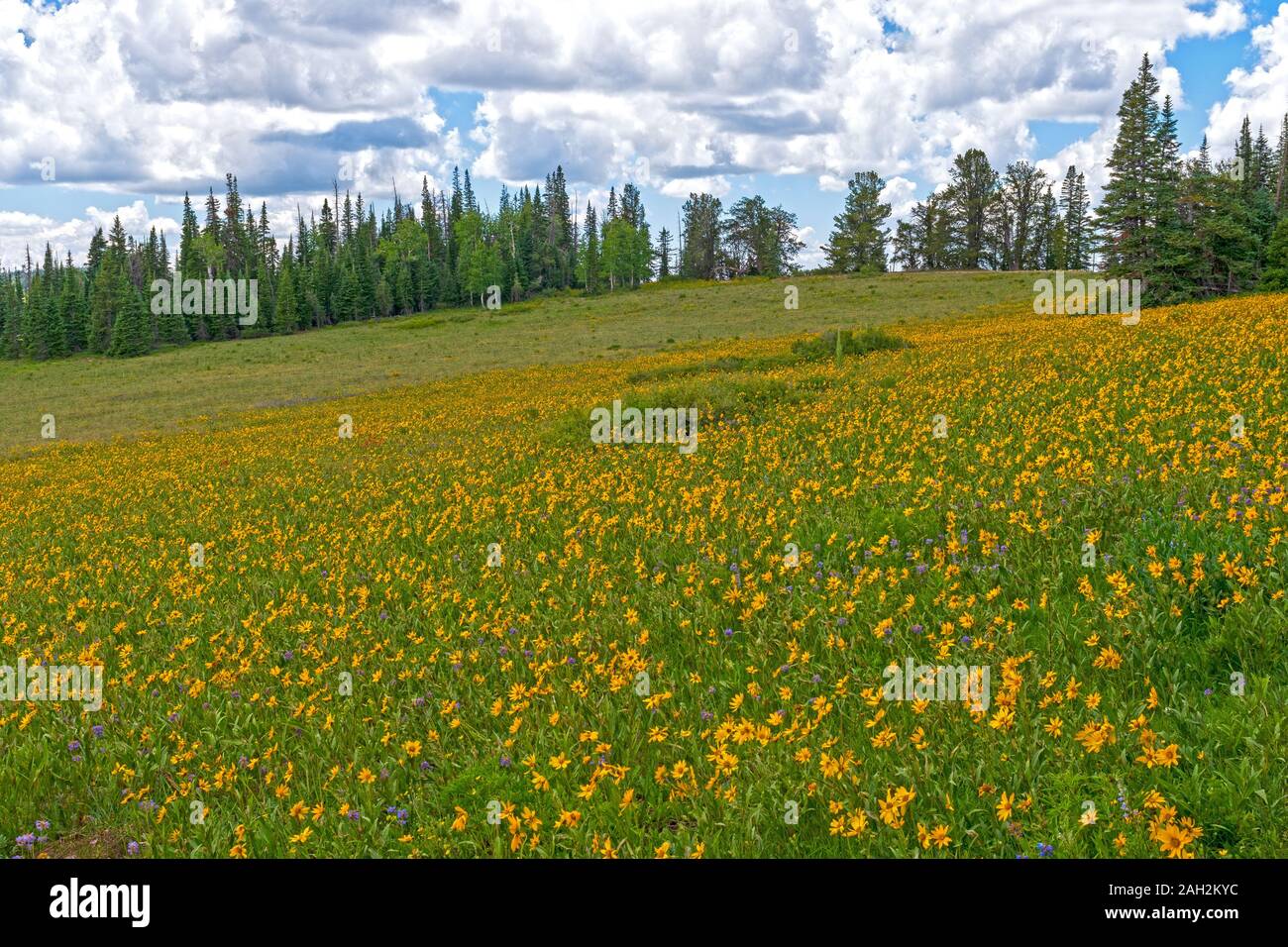 Summer Wildflowers in a Mountain Meadow in Cedar Breaks National Monument in Utah Stock Photo