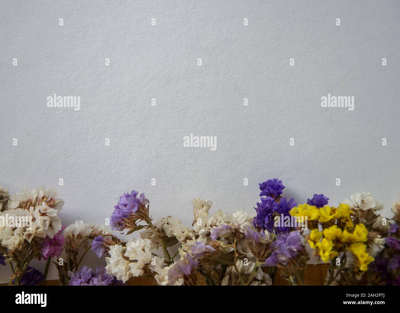 Multicolored dried flowers, colorful limonium statice plant with copy space, blank white paper with place for text Stock Photo
