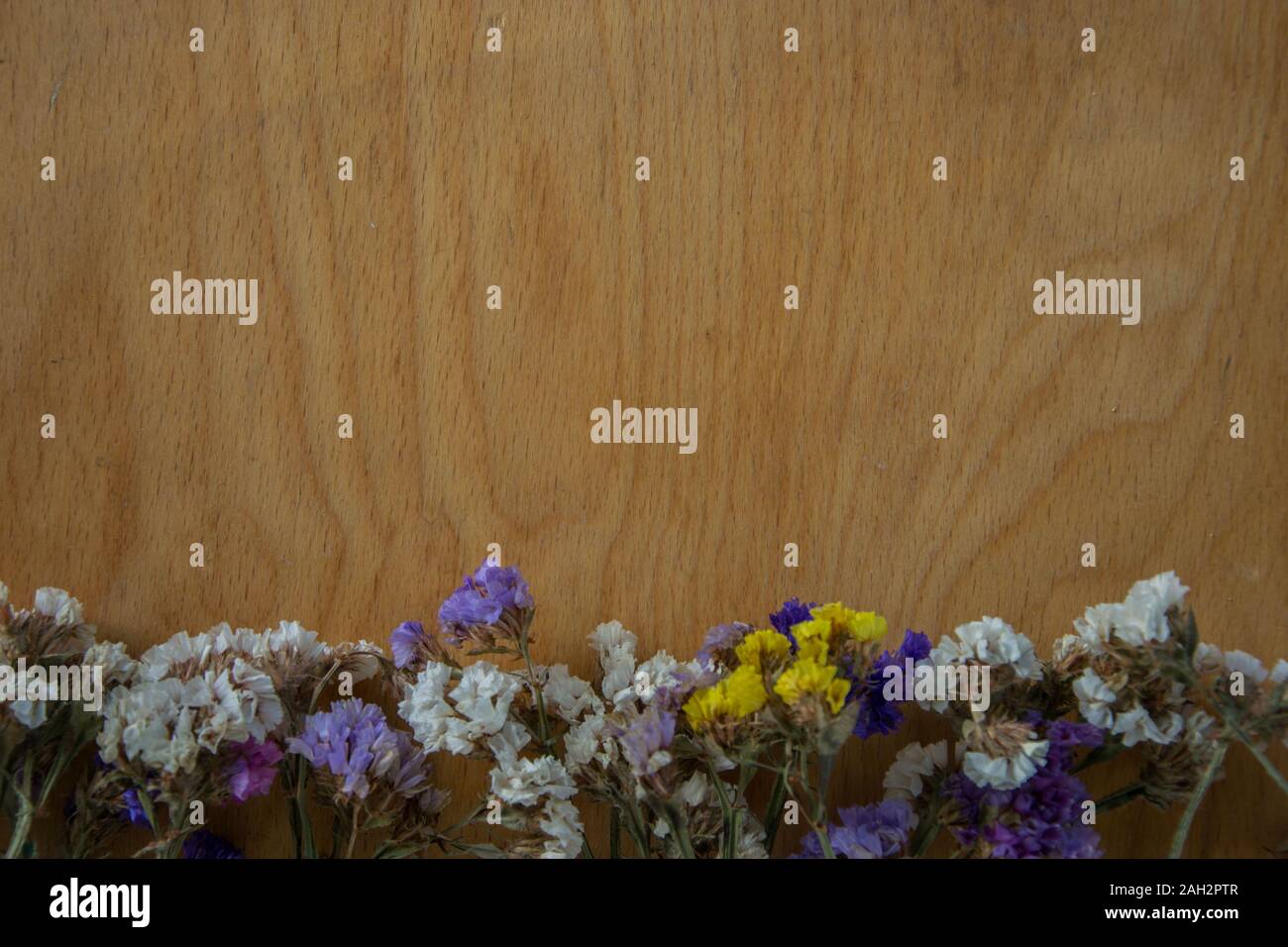 Multicolored dried flowers on wooden background, colorful limonium statice plant with copy space, place for text Stock Photo