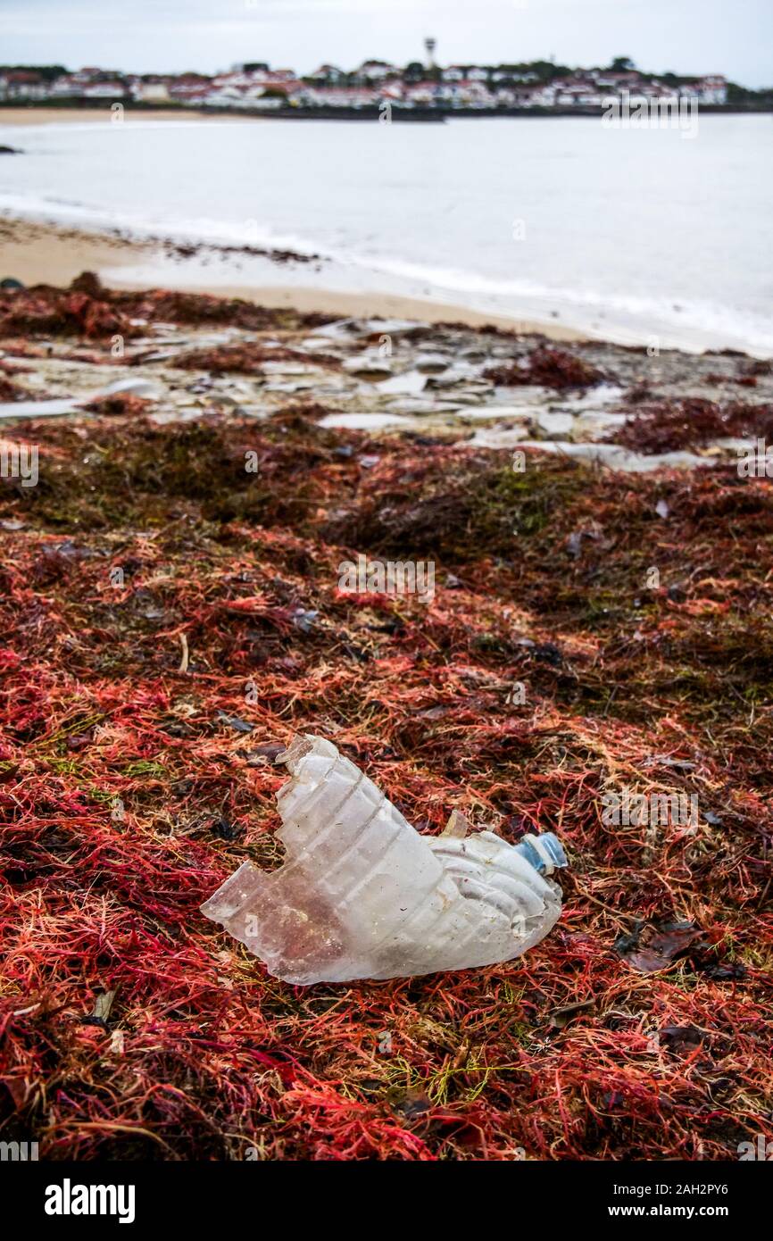 Plastic bottle laying among red algae, Socoa beach, Pays Basque, Pyrénées-Atlantiques, France Stock Photo