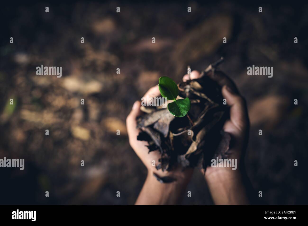 Boy hands holding young trees for planting to reduce global warming, Forest conservation Stock Photo