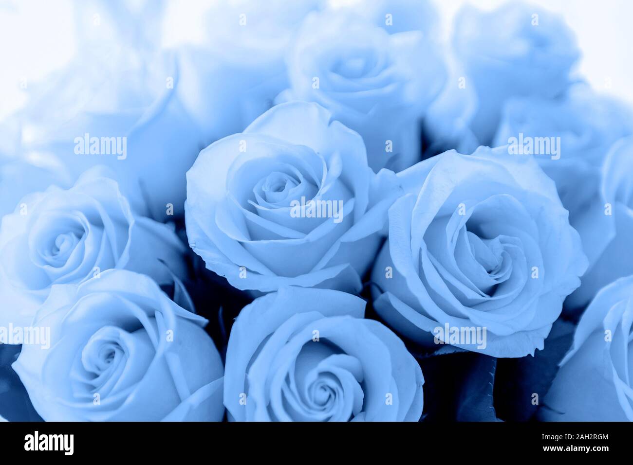 Tea roses bouquet. Color of the year 2020 Classic Blue Stock Photo - Alamy