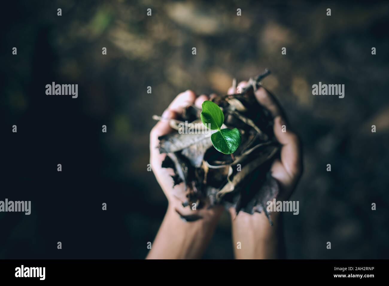 Boy hands holding young trees for planting to reduce global warming, Forest conservation Stock Photo