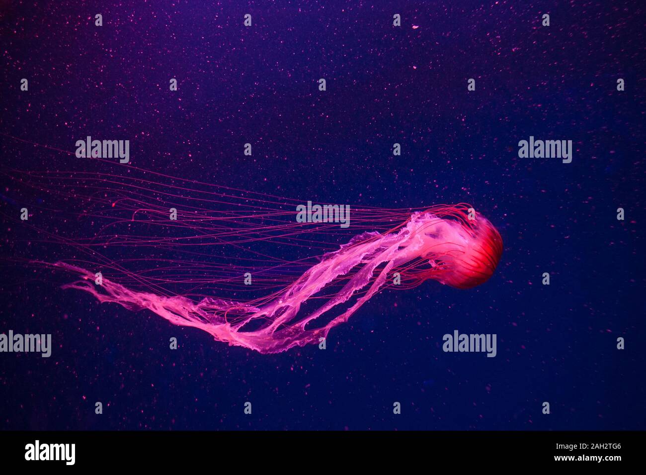 Beautiful coral color jellyfish in neon light floating in the aquarium ...