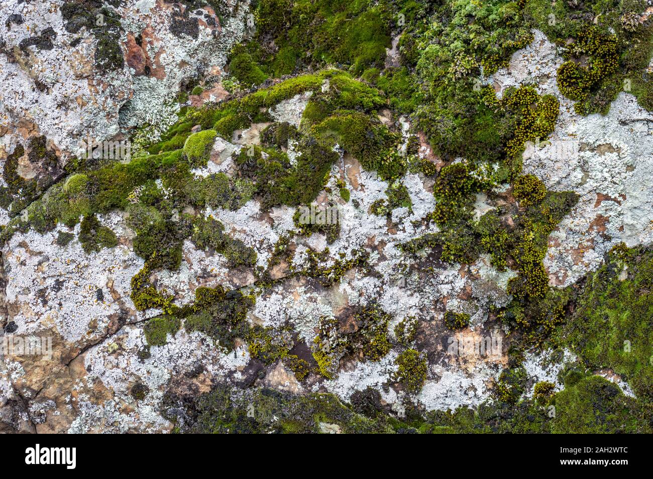 Dark green coloured moss growing on limestone rocks Stock Photo