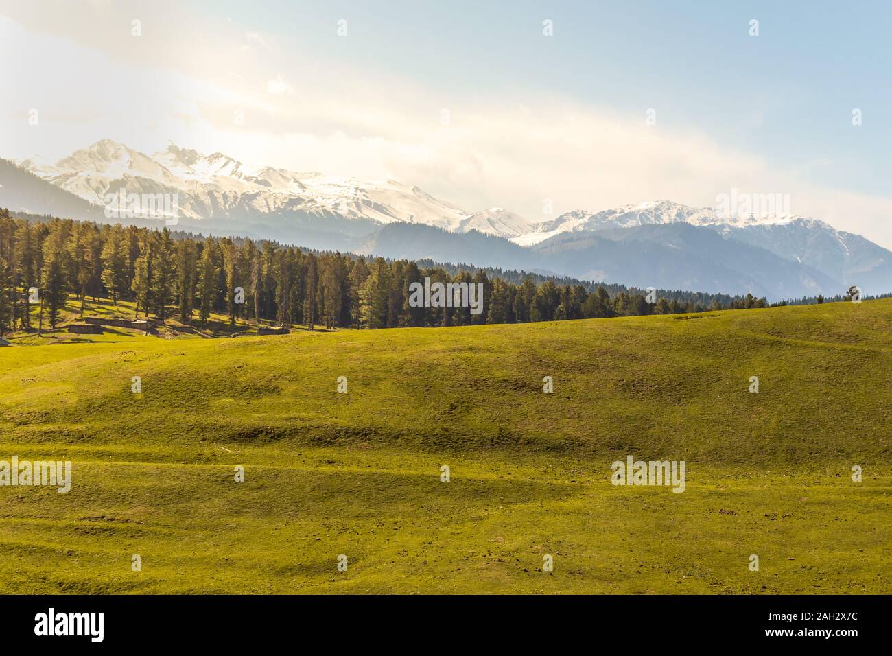 Lush green meadows of Yusmarg, Kashmir photographed late afternoon well