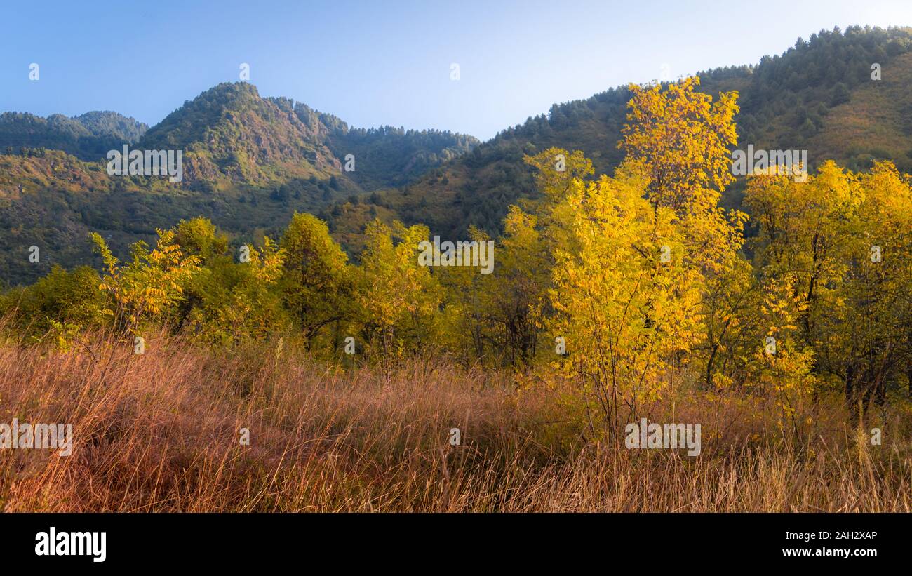 Layers of autumn colours in the Zabarwan Range in Srinagar, Kashmir Stock Photo