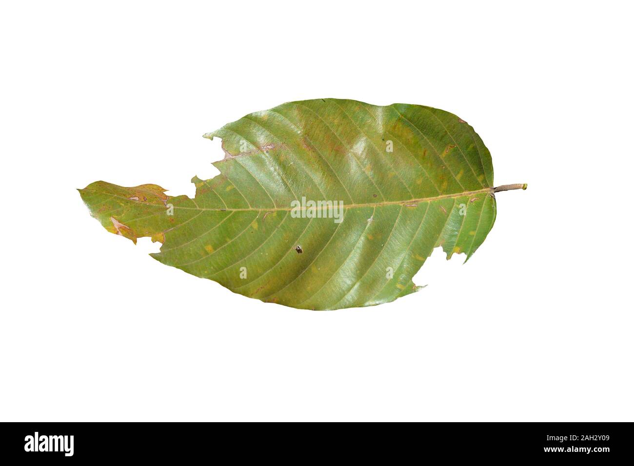 Green leaf on white background Stock Photo Alamy