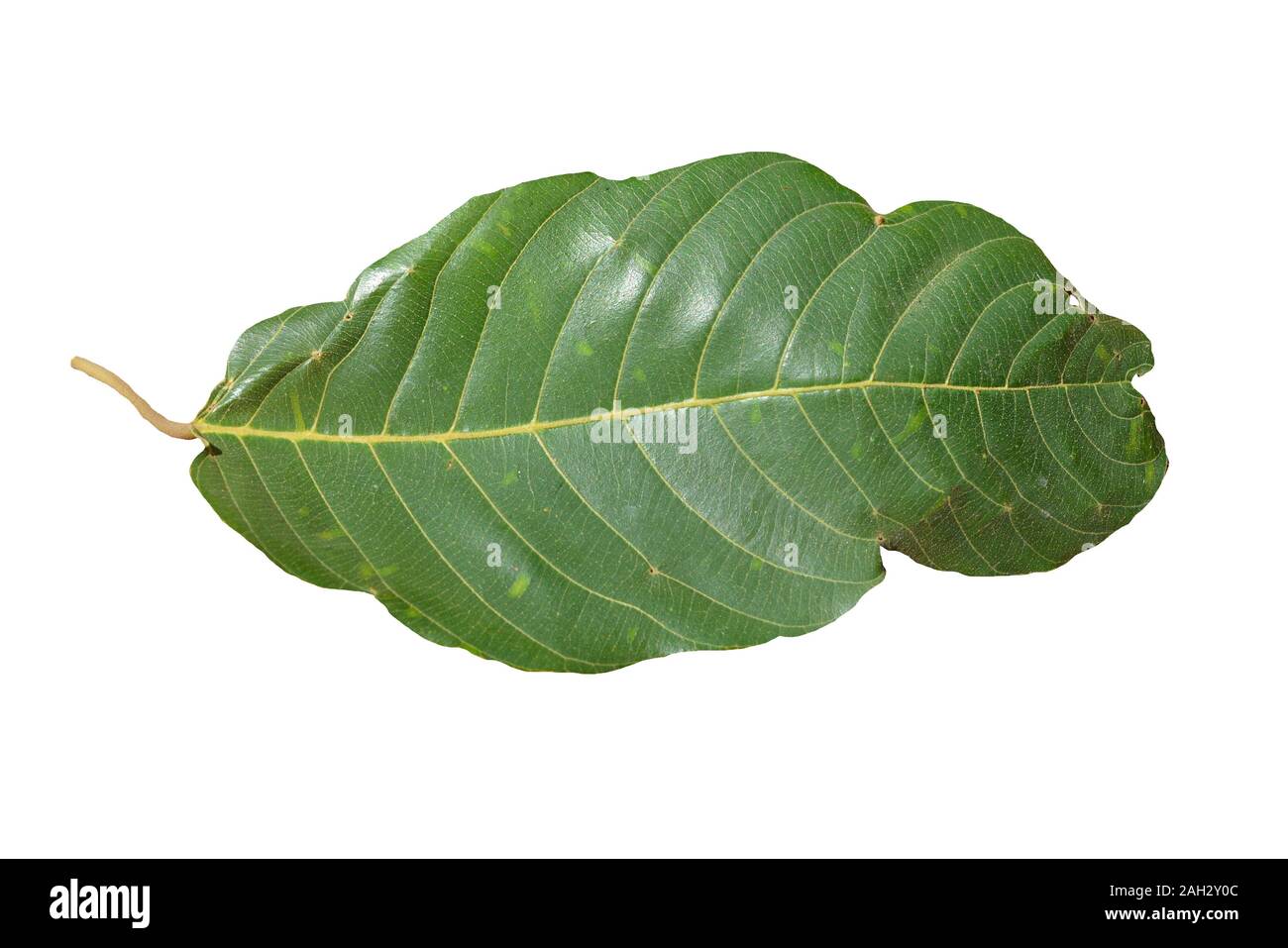 Green leaf on white background Stock Photo Alamy